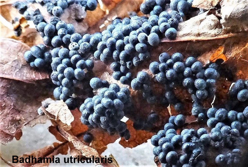Badhamia utricularis-amf266-(mature).jpg - Badhamia utricularis ; Syn: Physarum utricularis ; Nom français: Badhamie en outre (mature)